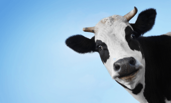 buy-cow-milk-free